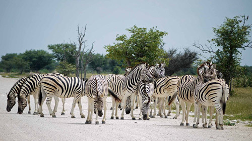  Tanzanie