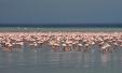 Lake Nakuru