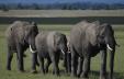 Amboseli, Lake Nakuru a Masai Mara (luxusní kempy) - Pražský Klub Tour Operator s.r.o.