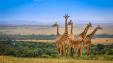 Amboseli, Lake Nakuru a Masai Mara (luxusní kempy) - Pražský Klub Tour Operator s.r.o.