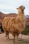 llama